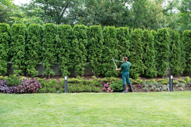 Best Hedge Trimming  in Shippensburg University, PA